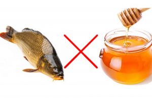 Mật ong kị với gì