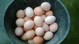 ăn trứng có phải ăn chay không