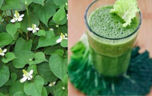 rau diếp cá có tác dụng gì